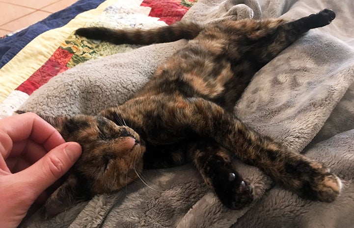 Vanetta the tortoiseshell kitten lying down with a person petting her