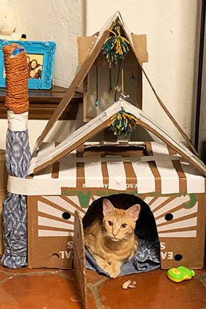 Orange kitten in a cardboard cat playhouse
