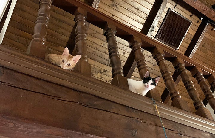 Harvey and Tres Leches the kittens peering out from behind some railings