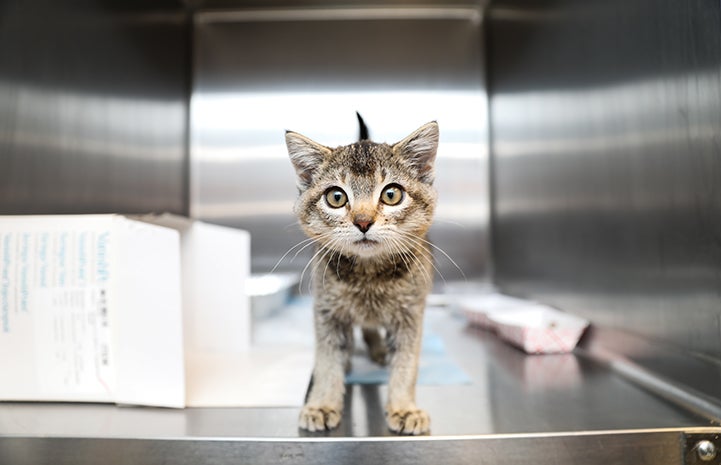 Brown tabby kitten looking at the camera from the inside of a stainless steel kennel