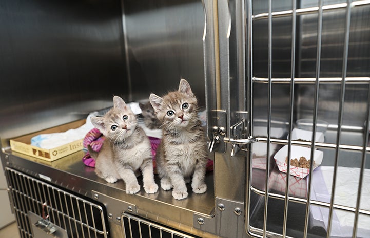 A pair of tabby kittens in a stainless steel kennel