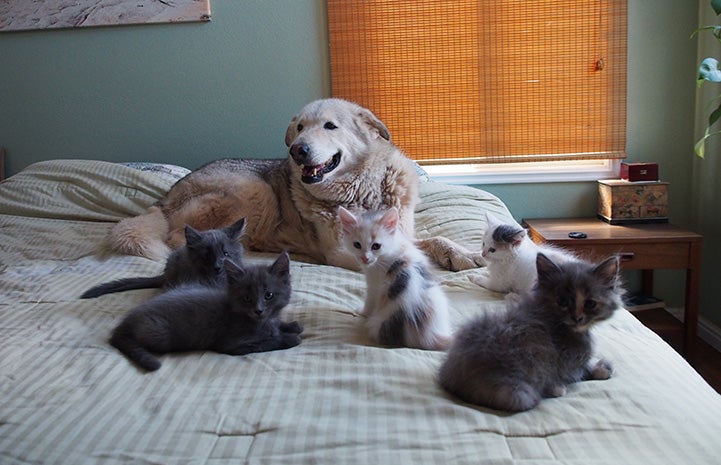 Flora the dog with five foster kittens on a bed