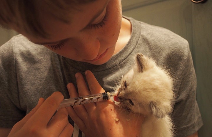 Young boy syringe feeding adorable foster kitten