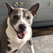 Adopt Lady the dog available for adoption from Muddy Paws Rescue