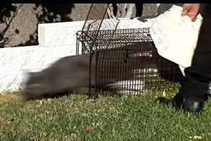 Gray community cat rushing out of humane trap