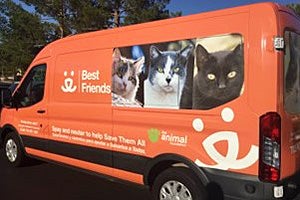Orange Best Friends van with community cat pictures on the side