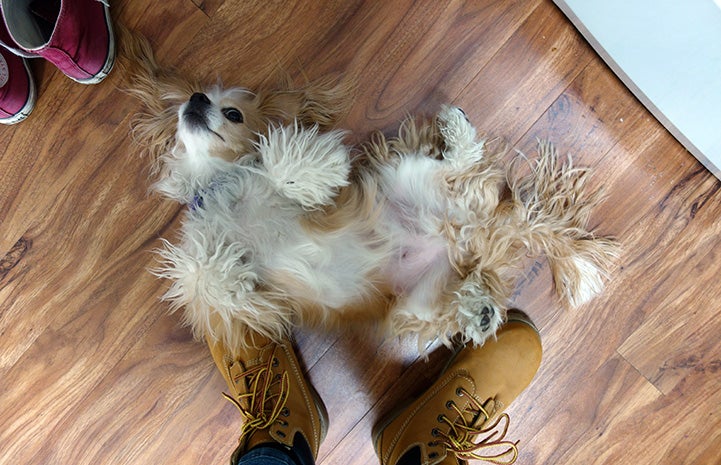 Pikito the dog lying on his back with his belly exposed right at the feet of a person wearing boots
