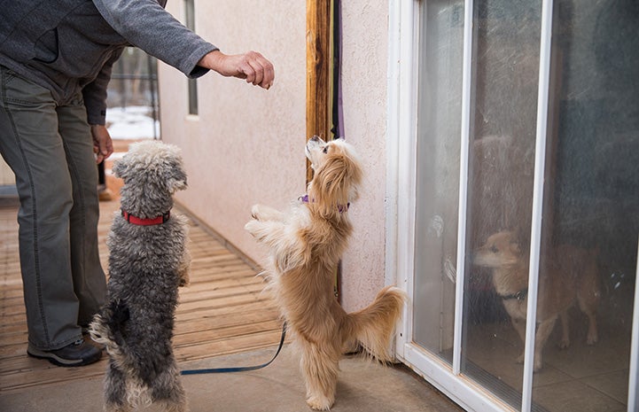 Two small dogs standing up on their hind legs with a person holding a treat above them as part of training
