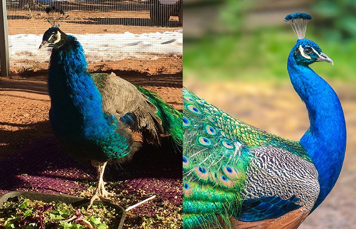 Collage of Aretha the peacock next to a male peacock