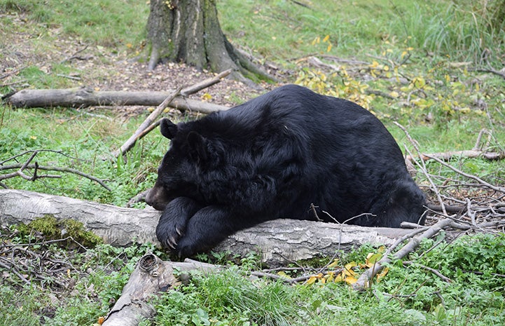 Bear sleeping on a log