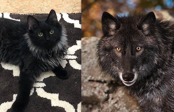 Collage of Curly Sue the cat next to a wolf