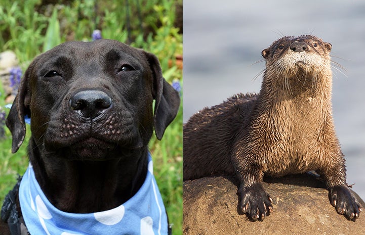 Dakota the dog next to an otter