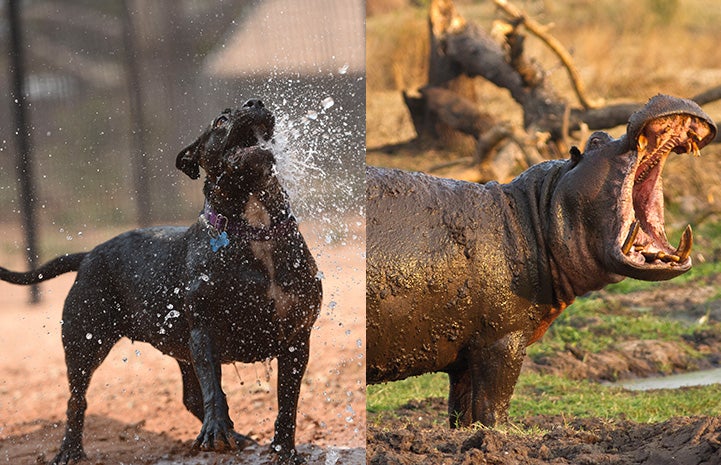 Collage of photo of Lordes the dog next to a hippo