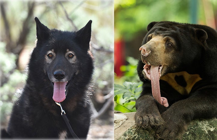 Collage of Sasha the dog next to a sunbear, both with tongues out