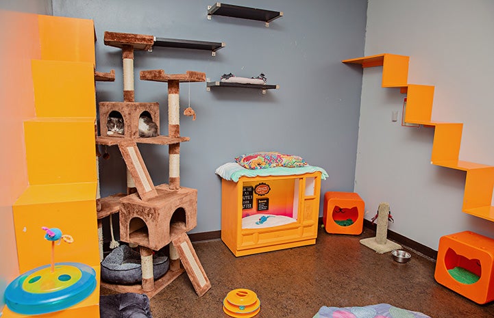 Free roam cat room with lots of shelves and other fun items for cats to play on and in