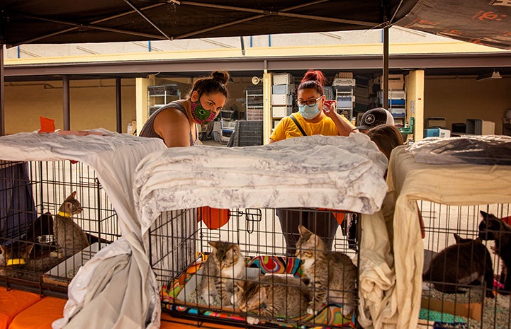 Row of wire kennels holding kittens ready for adoption at the drive-through event with some masked people looking at them