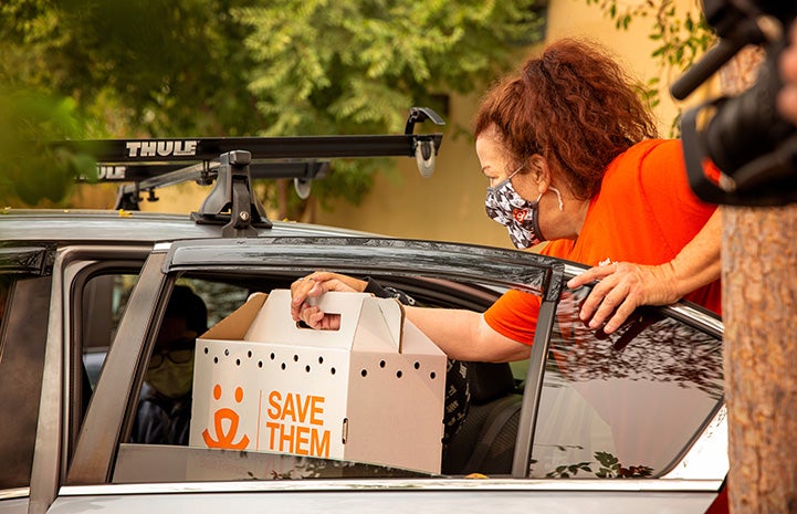 Woman handing a Save Them All Best Friends cardboard carrier containing a kitten into the back seat of a car