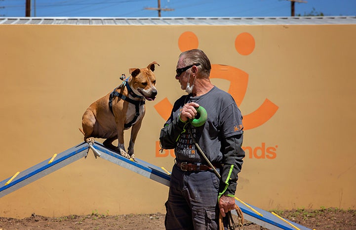 Man holding a toy next to a dog, intently staring at the toy from on an agility ramp