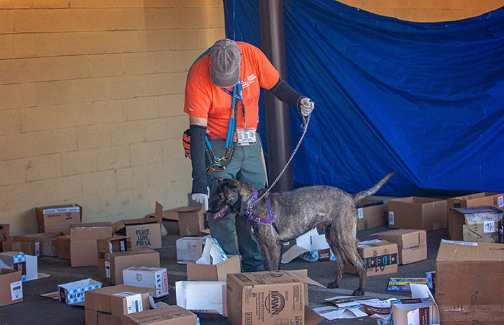 Man doing scent training with a dog with a bunch of overturned cardboard boxes