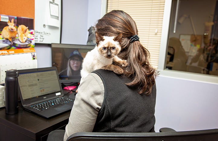 Siamese kitten sitting on a woman's shoulder while she works on a computer
