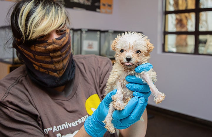 Woman wearing a mask holding a fluffy white puppy with gloved hands