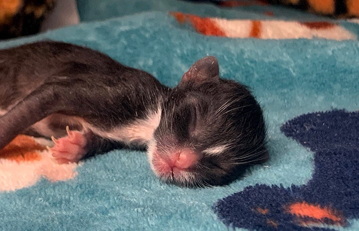 Tiny neonatal black and white kitten sleeping on a blanket