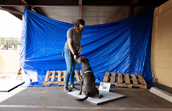 Woman giving directions to a dog sitting on a Sit platform with a blue tarp background held by wooden pallets