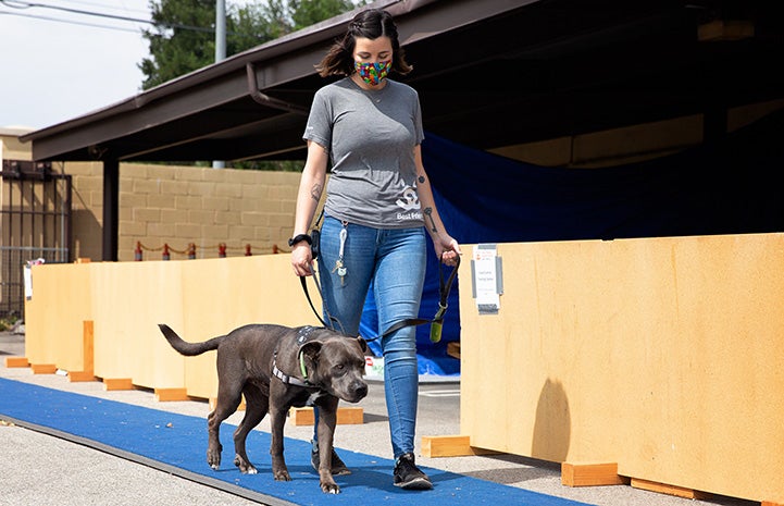 Woman wearing a mask and walking Welby the dog on a blue walkway