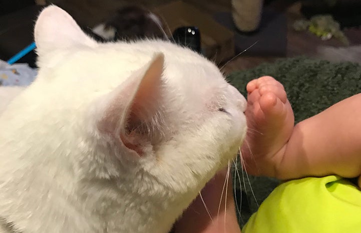 Bentley the white cat sniffing a baby's foot