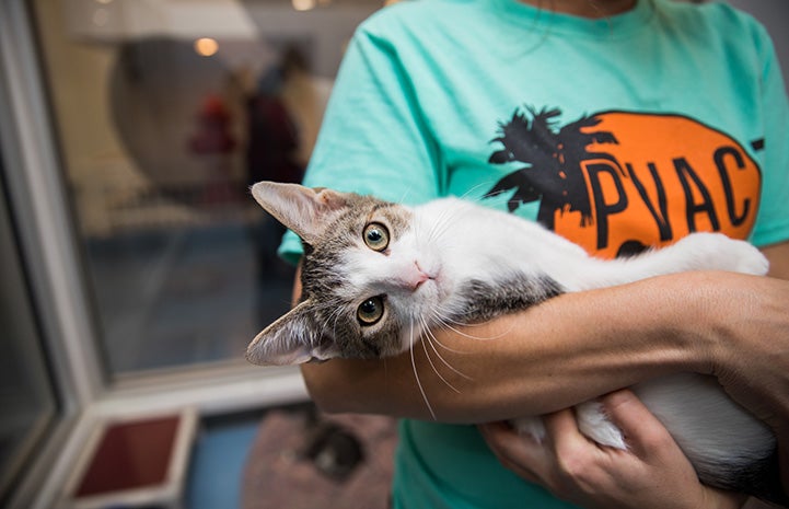 Gray and white cat being held in the arms of someone wearing a Palm Valley Animal Center T-shirt