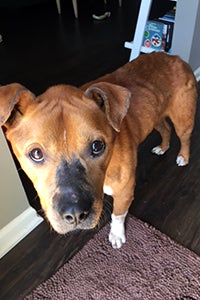 Seymour, a brown and white pit bull terrier type dog, standing in a home and looking up at the camera