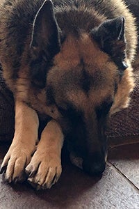 Mama the German shepherd with her head down on her paws
