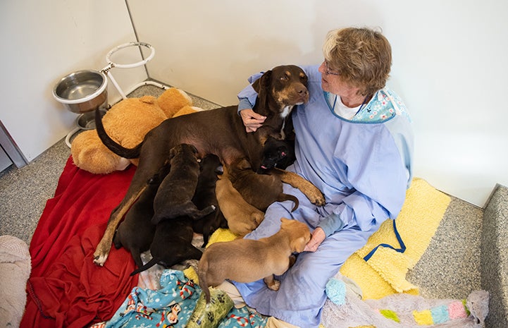 Mama dog Marsi lying against a woman while her puppies nurse 