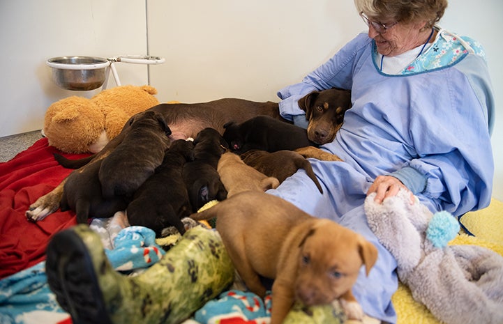 Mama dog Marsi lying against a woman while her puppies nurse, except for one puppy 
