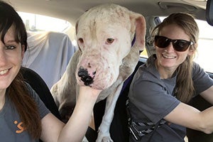 Scamper the dog in a car with two women on his ride to Utah