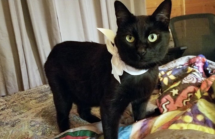 Ellery the cat with Manx syndrome wearing a bow around her neck