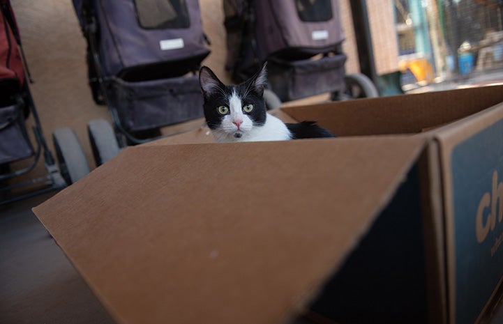 Raisin the kitten playing in a cardboard box