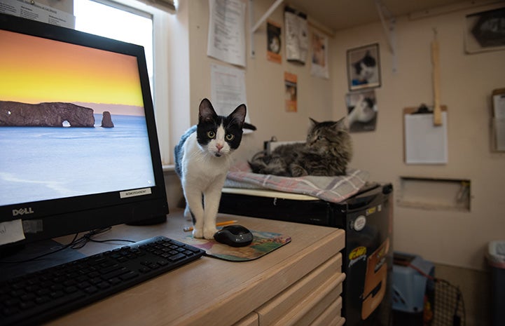 Raisin the kitten peeking from behind a computer monitor
