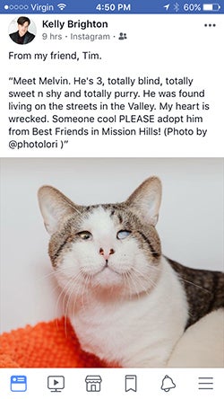 It was through Facebook that Jackie Gudgel first learned about Melvin, a blind cat at the Best Friends Pet Adoption and Spay/Neuter Center in Los Angeles
