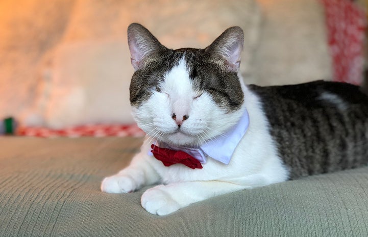 Melvin the blind cat wearing a red bow tie