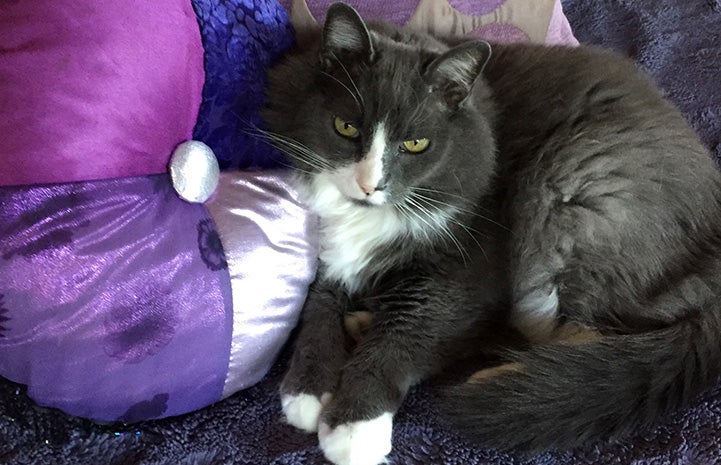 Baxter the cat lying on a purple pillow