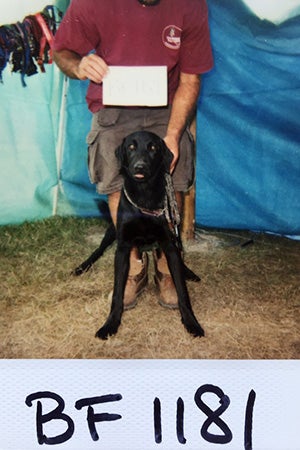 Intake photo of Larry the dog in Tylertown after Hurricane Katrina