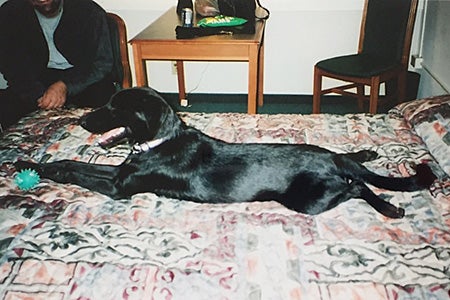 Larry the dog lying on a bed