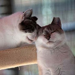 Cats nuzzling one another