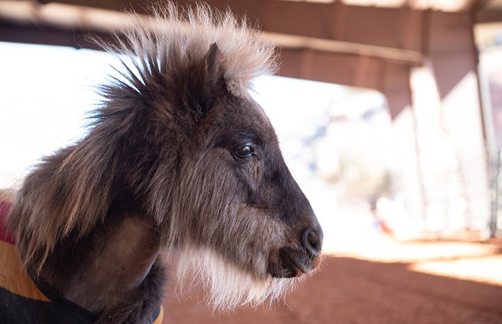 A profile of Daisy the mini horse's face