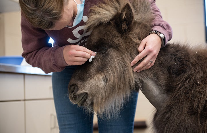 Woman wiping the eye of Daisy the mini horse