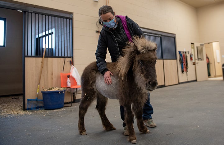 Dr. Tara with Daisy the mini horse