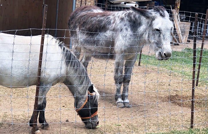 Fury the miniature horse with Maisy the donkey, whose ears are back