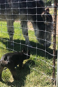 French bulldog outside the fence of Maisy the donkey