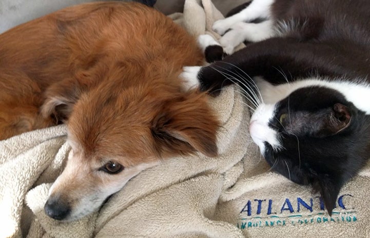 Shorty the cat and Tanner the dog snuggling asleep together